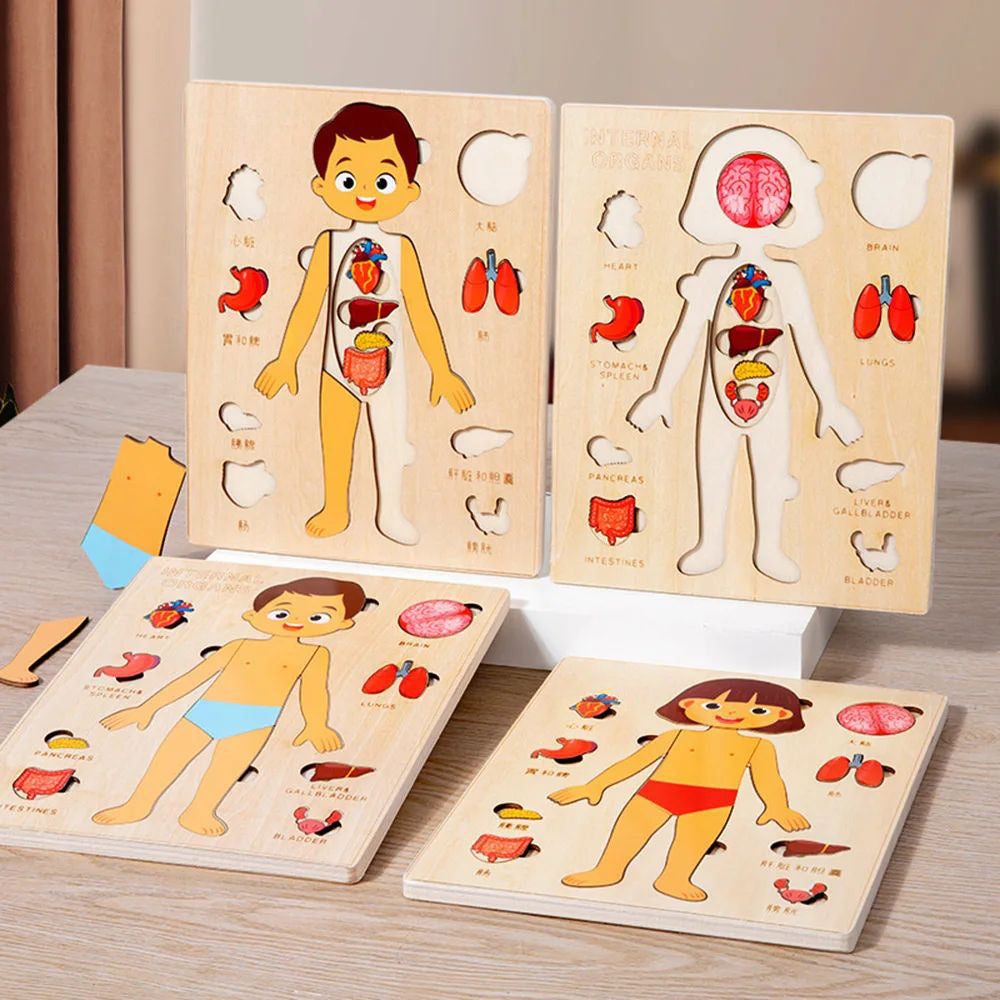 Human Anatomy Puzzle