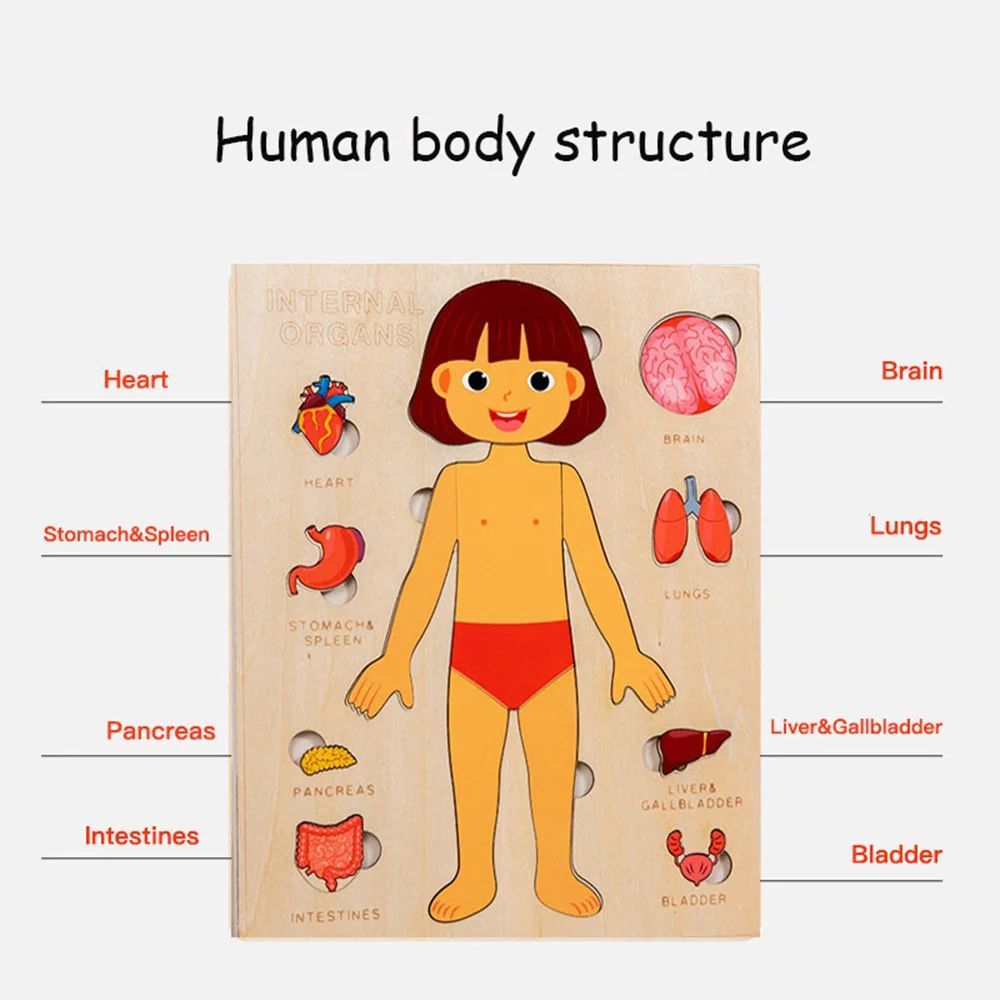Human Anatomy Puzzle